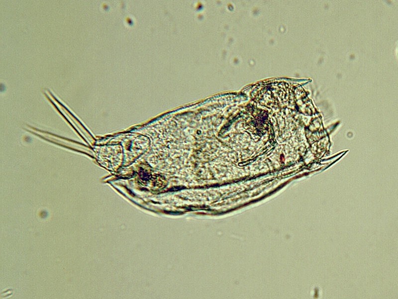 Mytilina